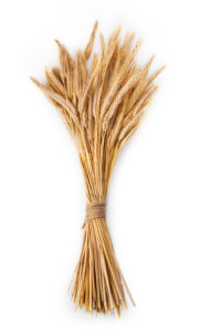 Bunch of wheat